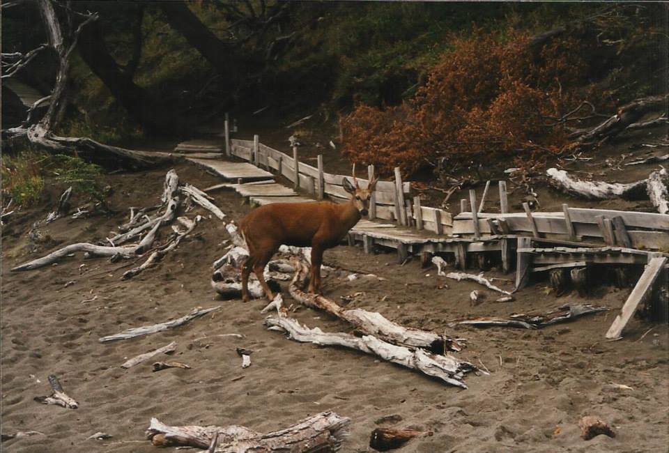 Huemul junto a una pasarela de madera en Lago Grey, Torres del Paine