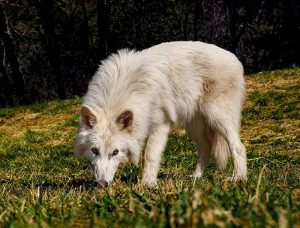 Lobo gigante.700x532
