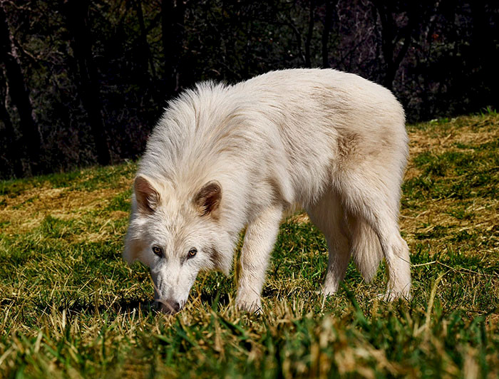 Lobo gigante.700x532